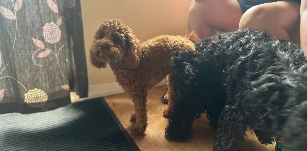 Toy Poodle dogs for stud: Kc health tested fox red Toy poodle for stud  - Advert 23