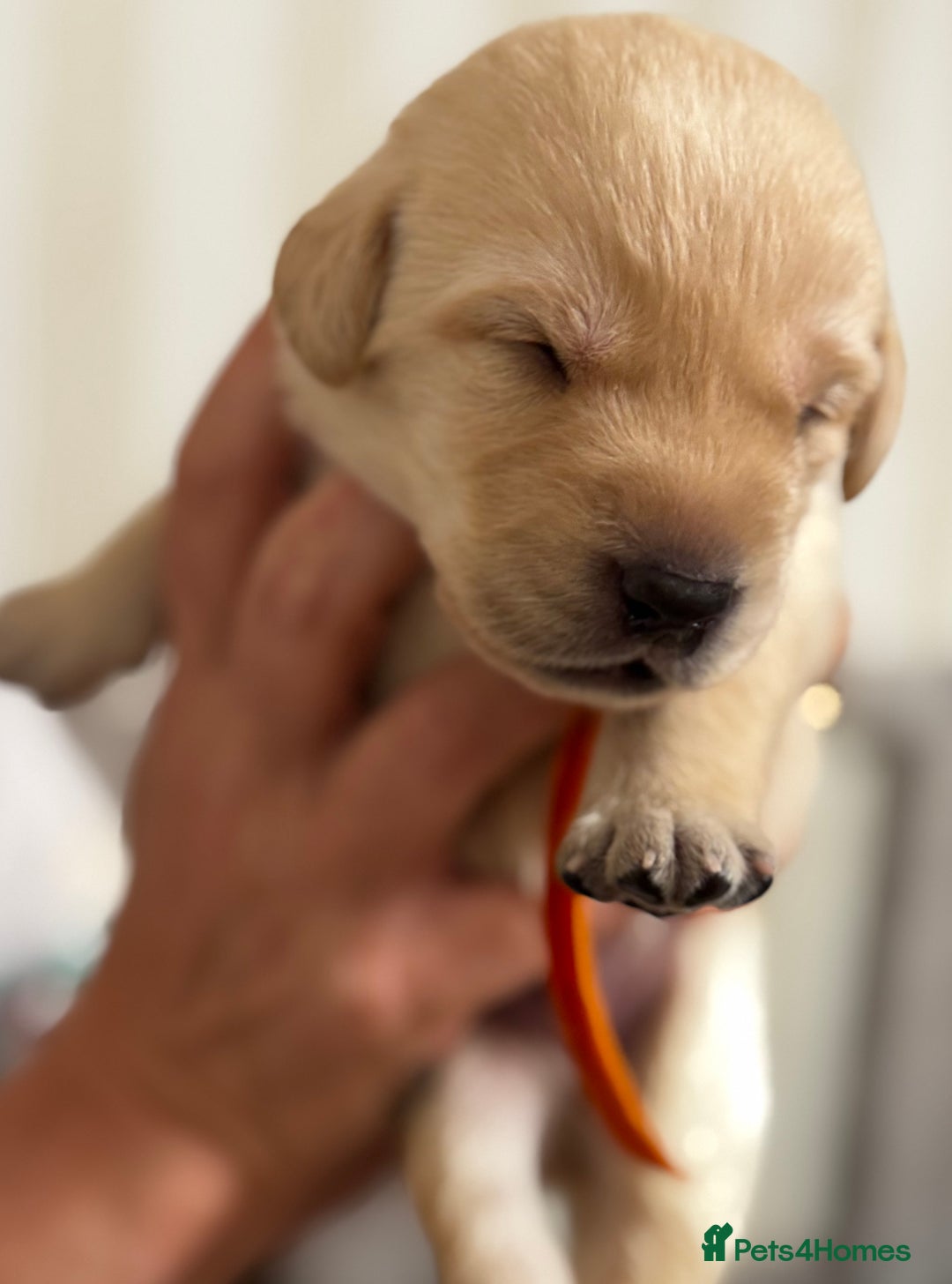 Labrador Retriever dogs for sale: Stunning, White/Yellow KC Registered Labrador Pups - Image 32