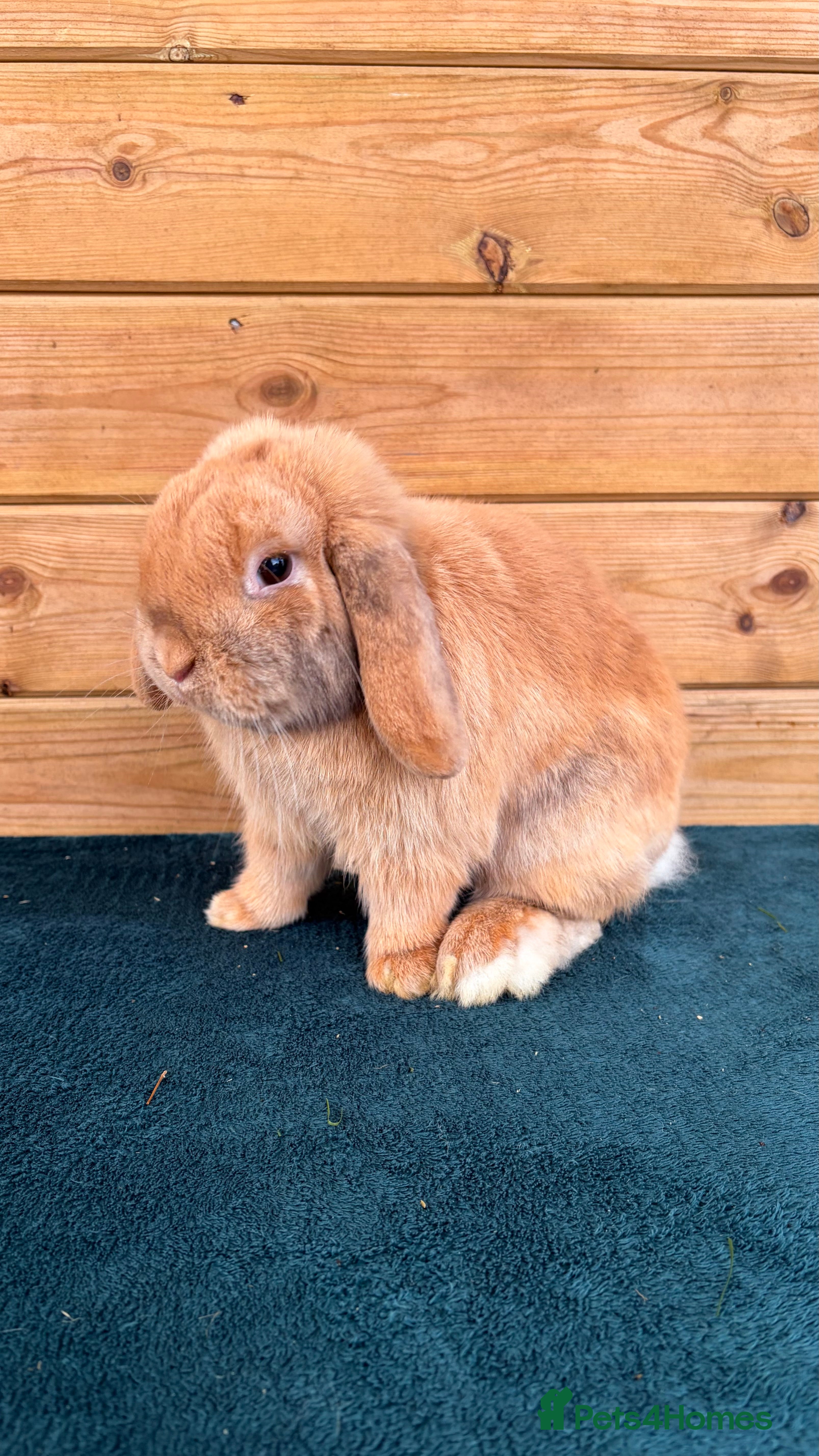 Mini Lop rabbits Older Mini Lop - Advert 2