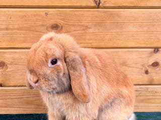 Mini Lop rabbits Older Mini Lop - Advert 13