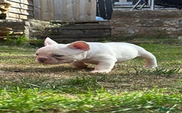 French Bulldog dogs for sale: KC registered French Bulldog puppies. READY 31/8 - Image 28