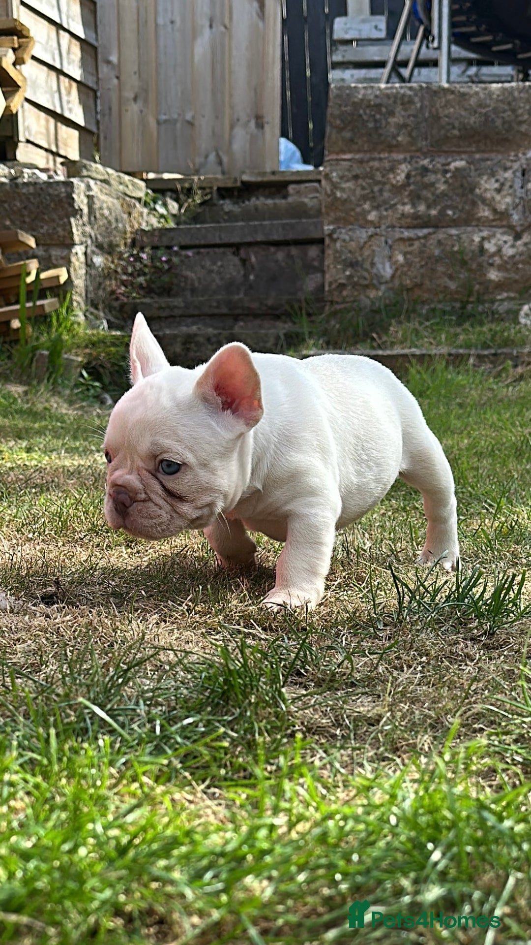 French Bulldog dogs for sale: KC registered French Bulldog puppies. READY 31/8 - Image 28