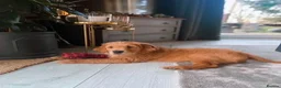 Golden Retriever dogs for sale: One Gorgeous Working Golden Retriever Puppy  in Wellington - Advert 10