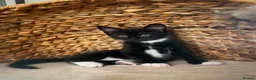 Mixed Breed cats for sale: 2 male kittens - Advert 4