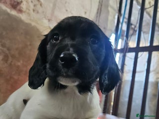 English Springer Spaniel dogs KC Registered Springer Spaniel Puppies - Advert 7