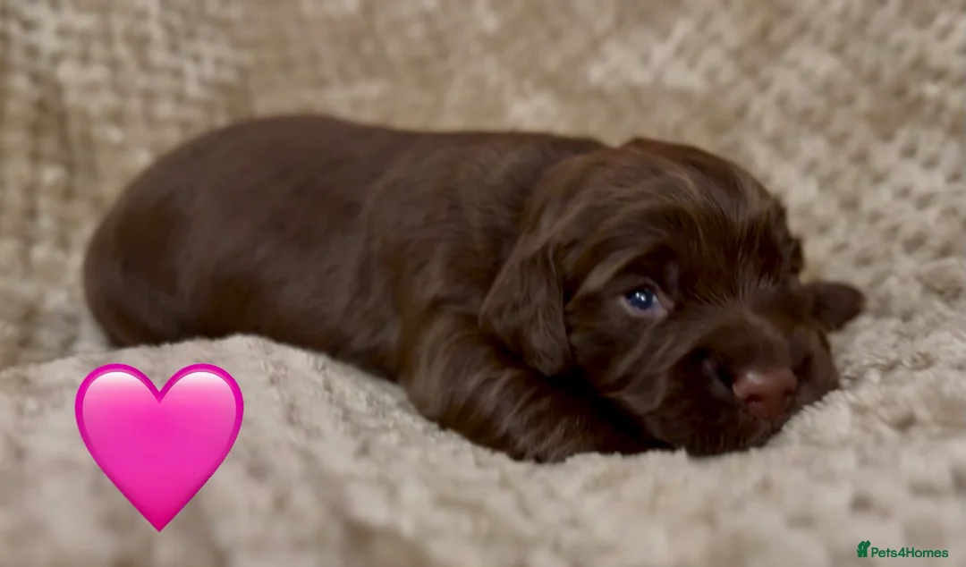 Cocker Spaniel dogs for sale: Stunning cocker spaniel pups - Advert 20