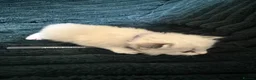 Ragdoll cats for sale: Beautiful Ragdoll Kittens Looking for Loving Home - Advert 5