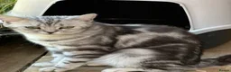 British Shorthair cats for sale: Beautiful BSH silver and black tabby kittens. in Martock - Advert 2