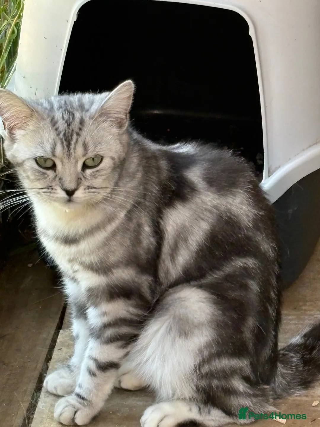 British Shorthair cats for sale: Beautiful BSH silver and black tabby kittens. in Martock - Advert 2