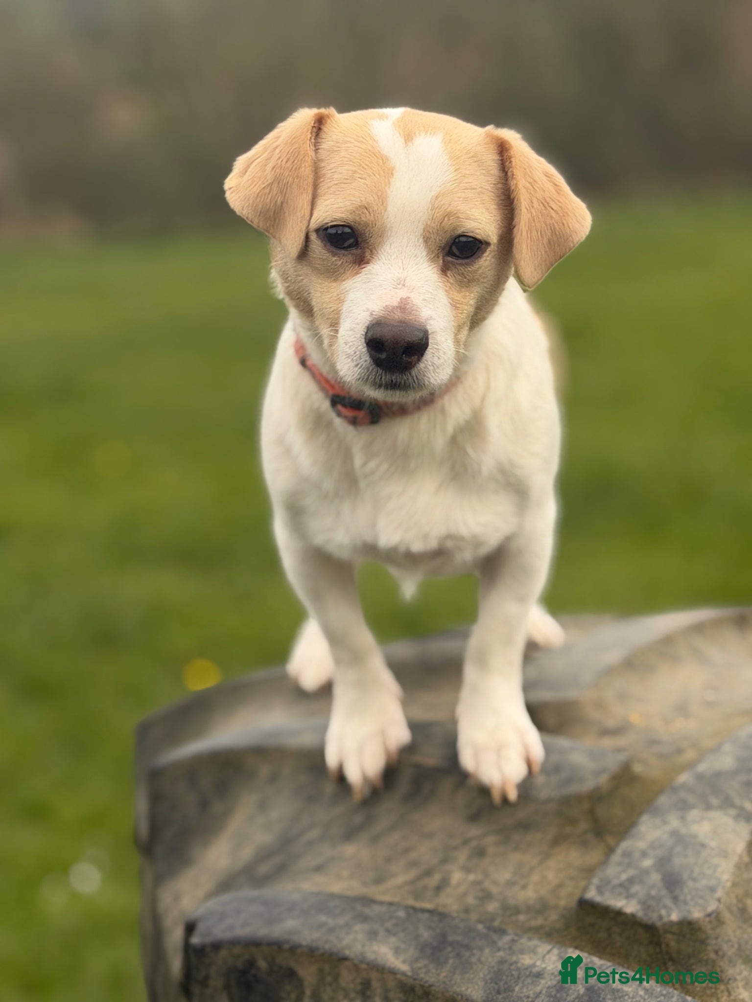 Jack Russell dogs Danny  - Advert 2