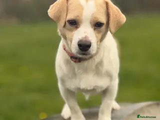 Jack Russell dogs Danny - Advert 2