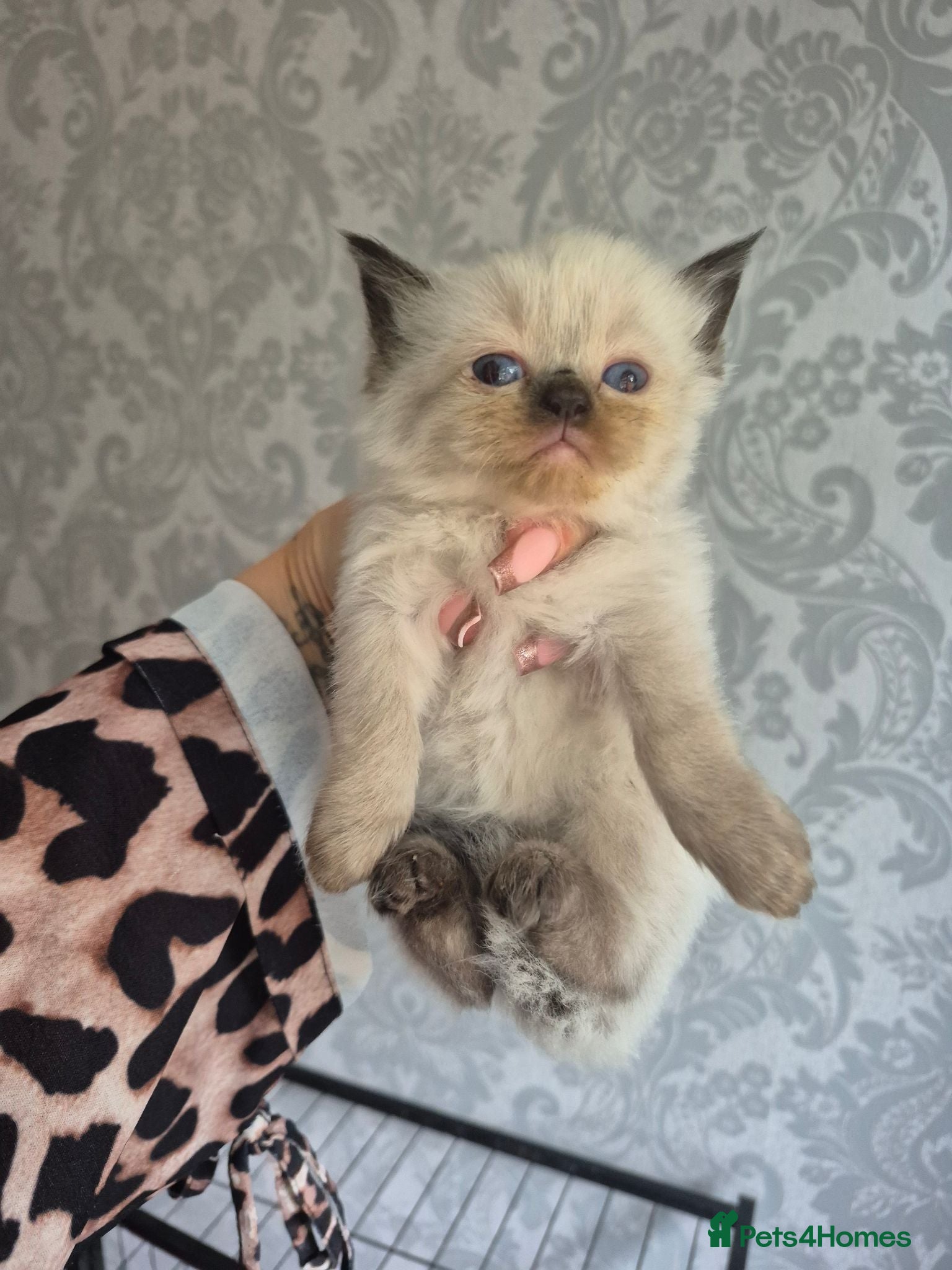 Ragdoll cats seal point & chocolate Ragdoll kittens - Advert 7