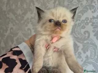 Ragdoll cats seal point & chocolate Ragdoll kittens - Advert 7