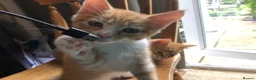 Mixed Breed cats for sale: Beautiful kittens looking for loving homes - Advert 25
