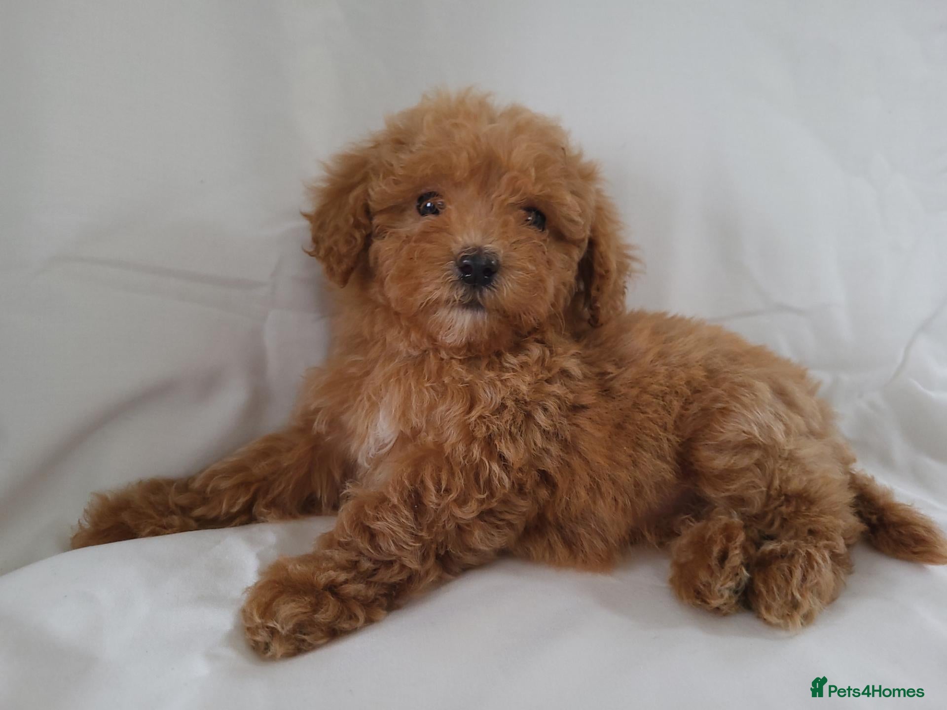 Maltipoo dogs Maltpoo puppies 5 🌟 licence breeder  - Advert 1