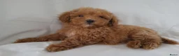 Maltipoo dogs for sale: Maltpoo puppies 5 🌟 licence breeder  - Advert 1