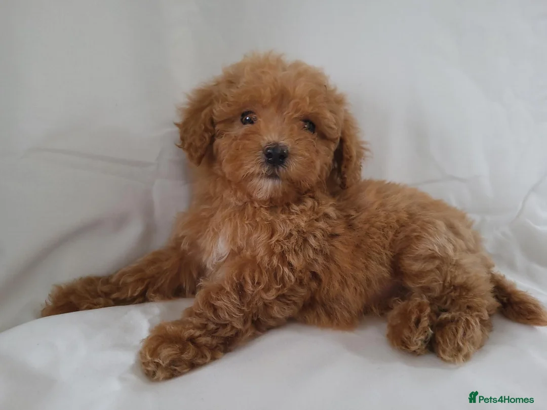 Maltipoo dogs for sale: Maltpoo puppies 5 🌟 licence breeder  - Advert 1