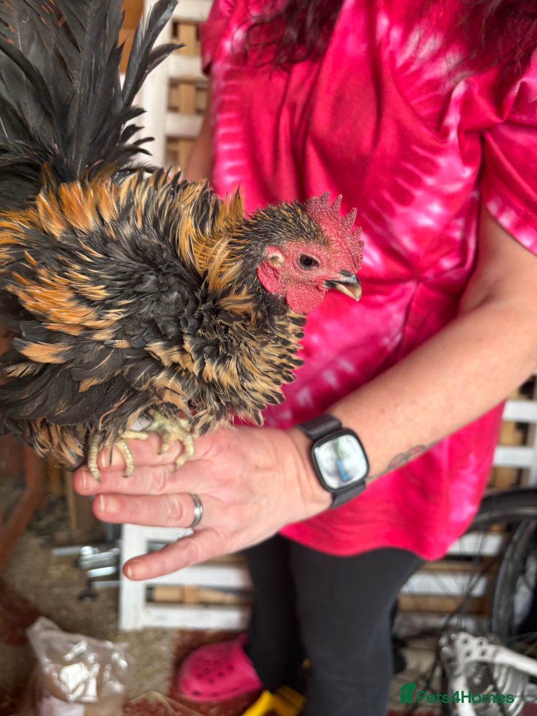 Chickens poultry for sale: Male serama mini chickens (male) - Advert 5