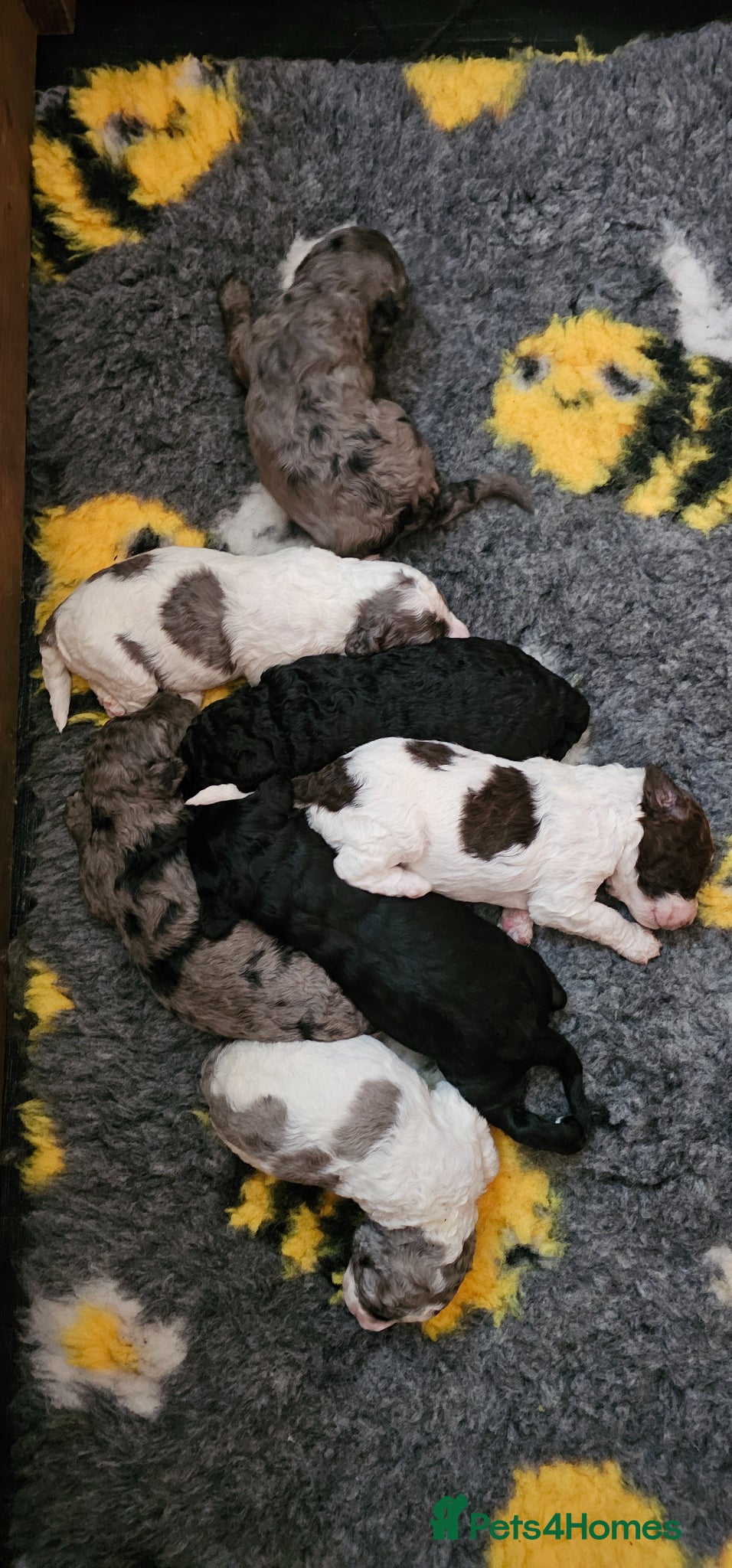 Cockapoo dogs F1b Cockapoos Including Rare Merle Roans - Advert 8