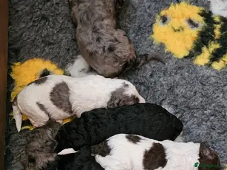 Cockapoo dogs F1b Cockapoos Including Rare Merle Roans - Advert 8