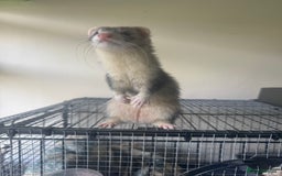 Ferret rodents for sale: Different ferret kits available  - Image 20