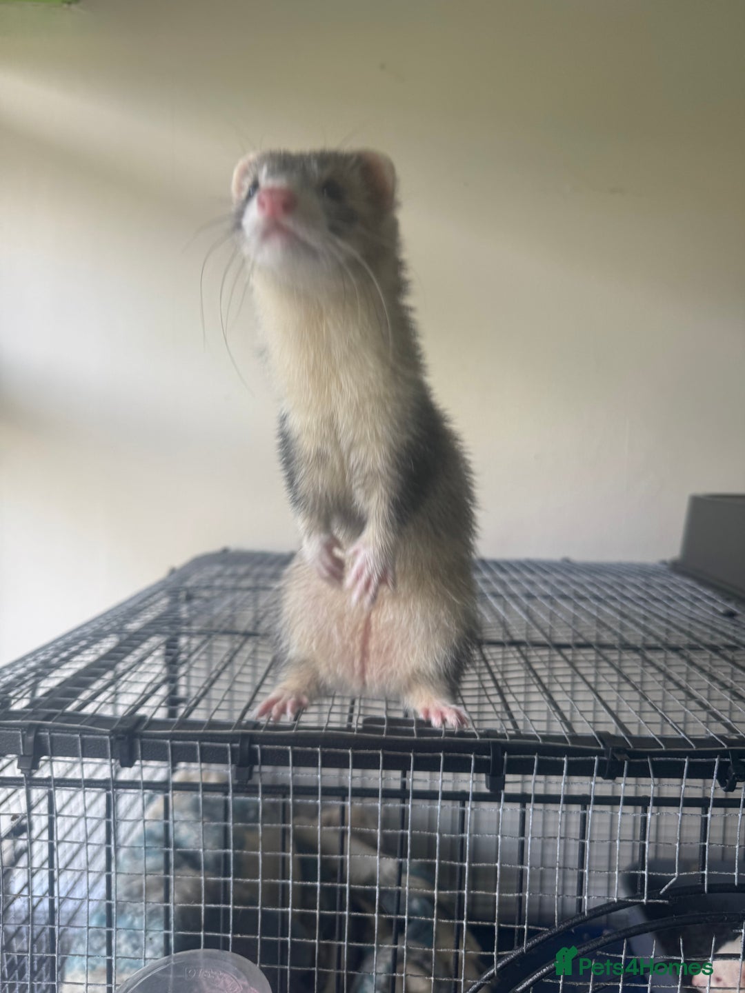 Ferret rodents for sale: Different ferret kits available  - Image 20