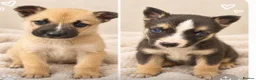 Mixed Breed dogs for sale: Husky cross puppies  in Wimborne - Advert 2