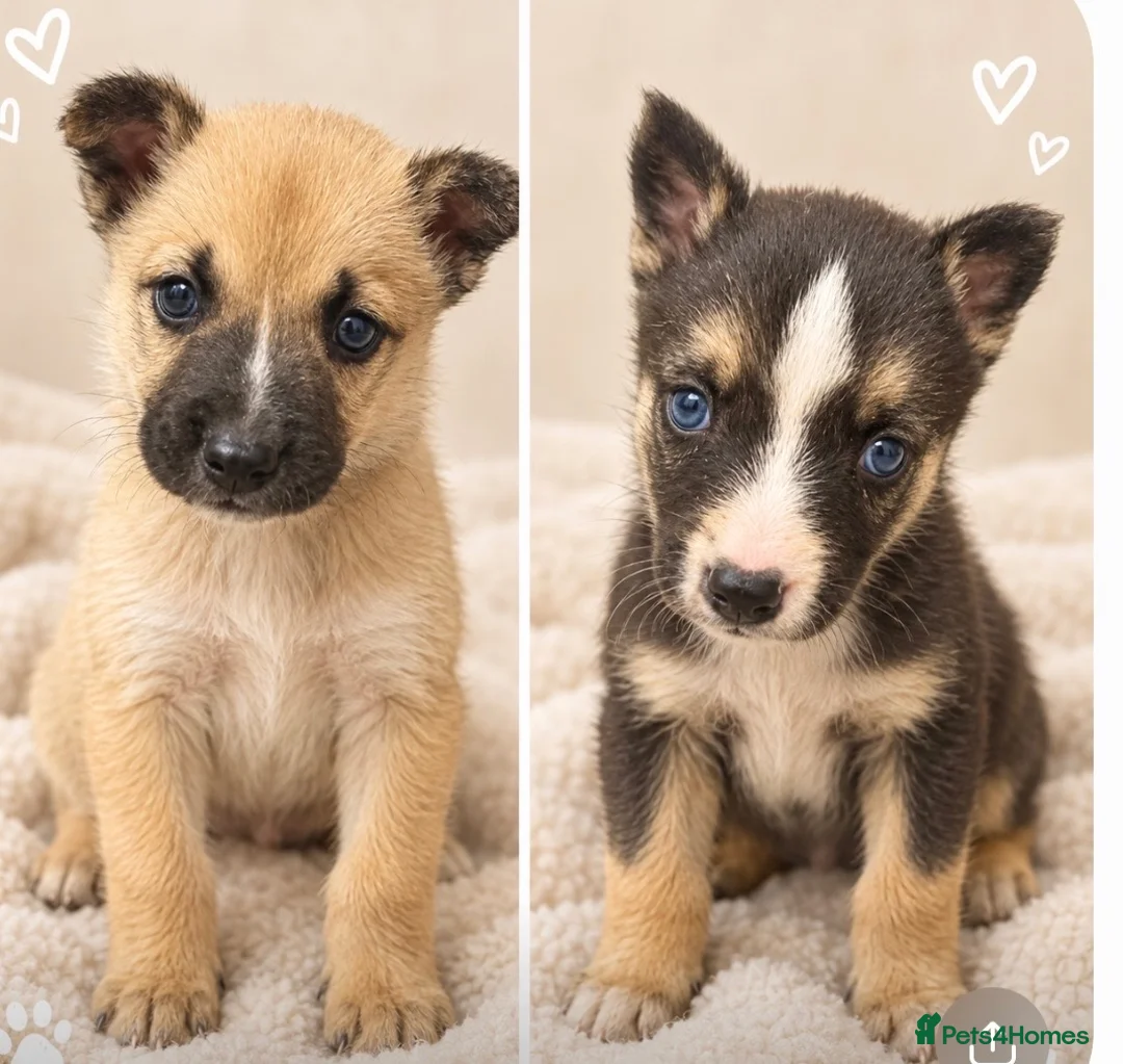Mixed Breed dogs for sale: Husky cross puppies  in Wimborne - Advert 2