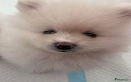 Pomeranian dogs for sale: Adorable White Teddy-Bear Pom Puppies! - Image 26