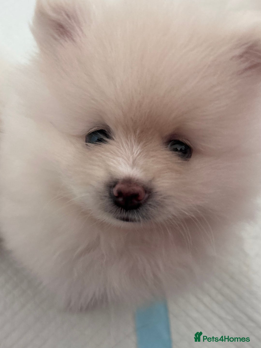 Pomeranian dogs for sale: Adorable White Teddy-Bear Pom Puppies! - Image 26