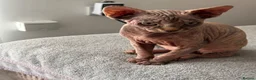 Sphynx cats for sale: Kitten - Advert 17