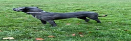 Cane Corso dogs for sale: Grand champion bloodline Cane Corso puppies  - Advert 38