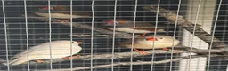 Finches birds for sale: Zebra Finches - 3 couples - Advert 11
