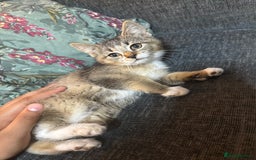 Domestic Shorthair cats for sale: 4 beautiful domestic shorthairs for sale  - Image 6