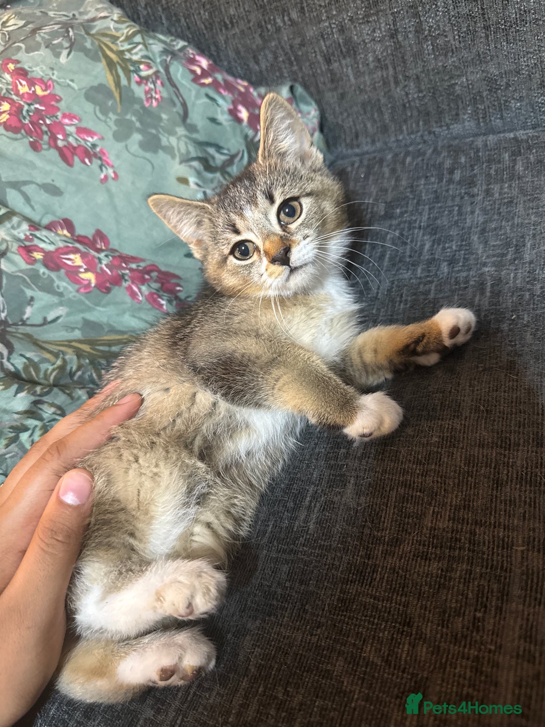 Domestic Shorthair cats for sale: 4 beautiful domestic shorthairs for sale  - Image 6