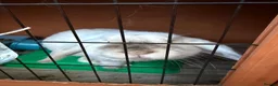Mini Lop rabbits for sale: Mini Lop Rabbits  in Cottingham - Advert 7