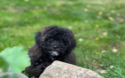 Shihpoo dogs for sale: Absolutely stunning Shihpoo pups ready now ❤️ - Image 24