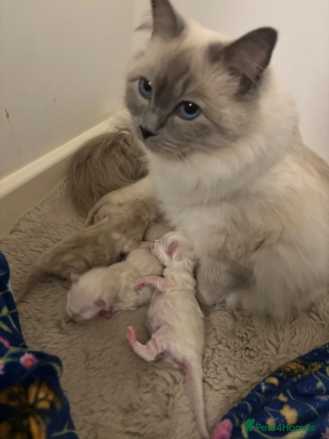 Ragdoll cats for sale: Ragdoll - Advert 2