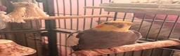 Cockatiels birds for sale: Male & female cockatiel in Cambridge - Advert 5