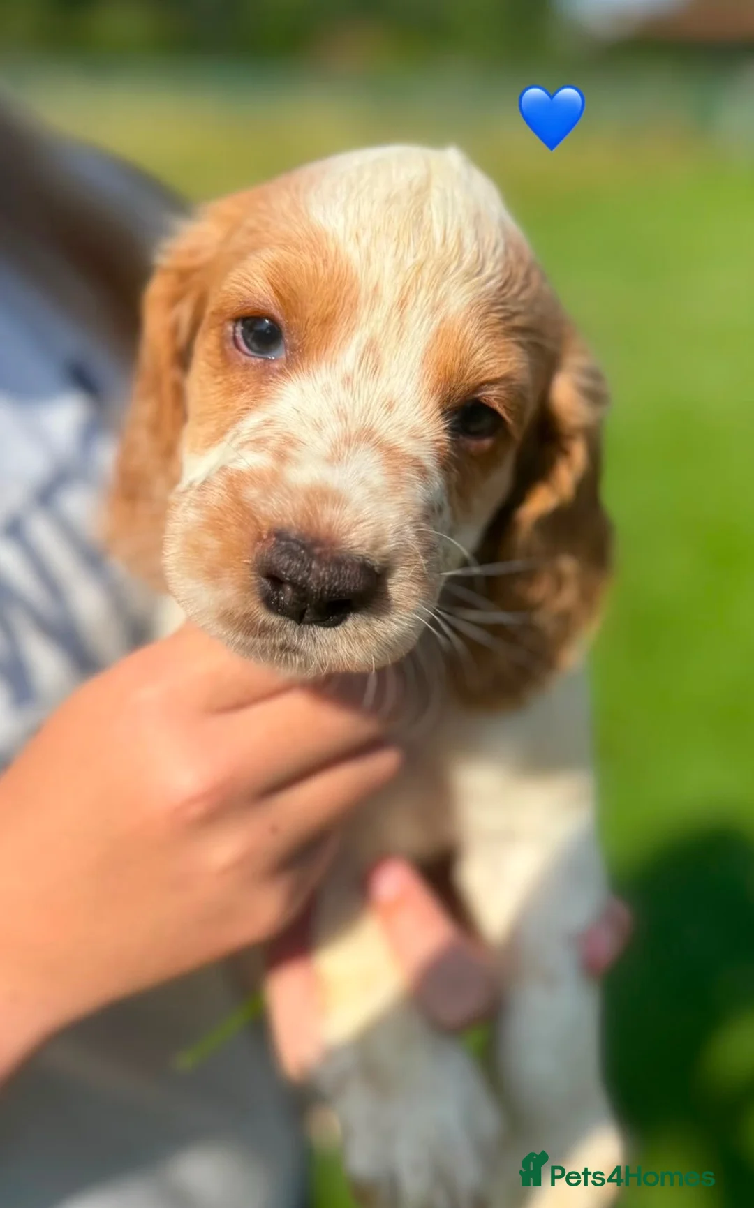 Cocker Spaniel dogs for sale: Working cocker spaniel puppies - Advert 1