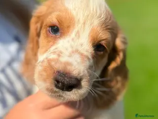 Cocker Spaniel dogs Working cocker spaniel puppies - Advert 9