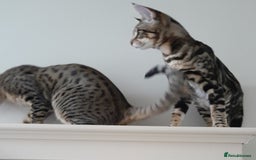 Savannah cats for sale: Full Pedigree TICA Reg Marbled Savannah Boy Kitten - Image 5