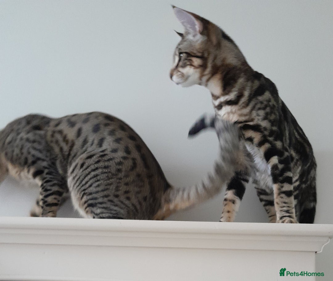 Savannah cats for sale: Full Pedigree TICA Reg Marbled Savannah Boy Kitten - Image 5