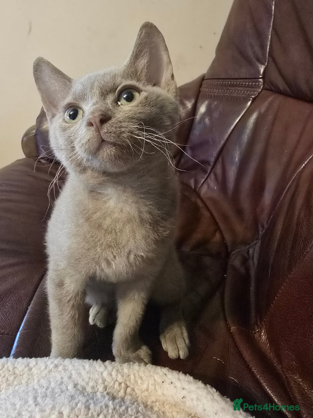 Mixed Breed cats for sale: Perfect boy - Image 2
