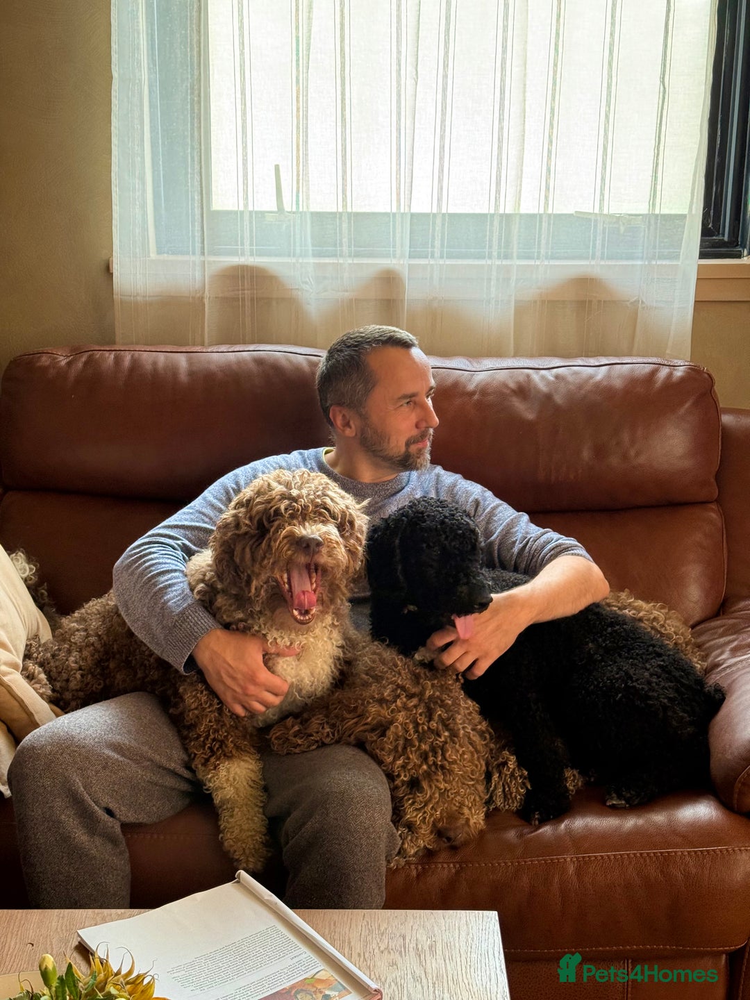 Spanish Water Dog dogs for sale: Spanish Water Dog Puppies  - Image 5