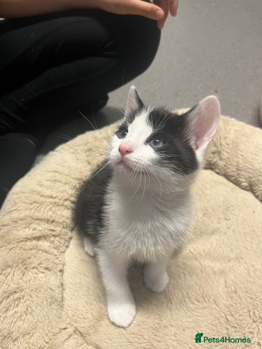 Mixed Breed cats for sale: 4 Handsome Male kittens 9week old - Advert 11