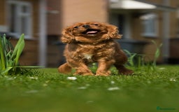Cavapoo dogs for sale: Health tested cavapoo puppy’s  - Image 19