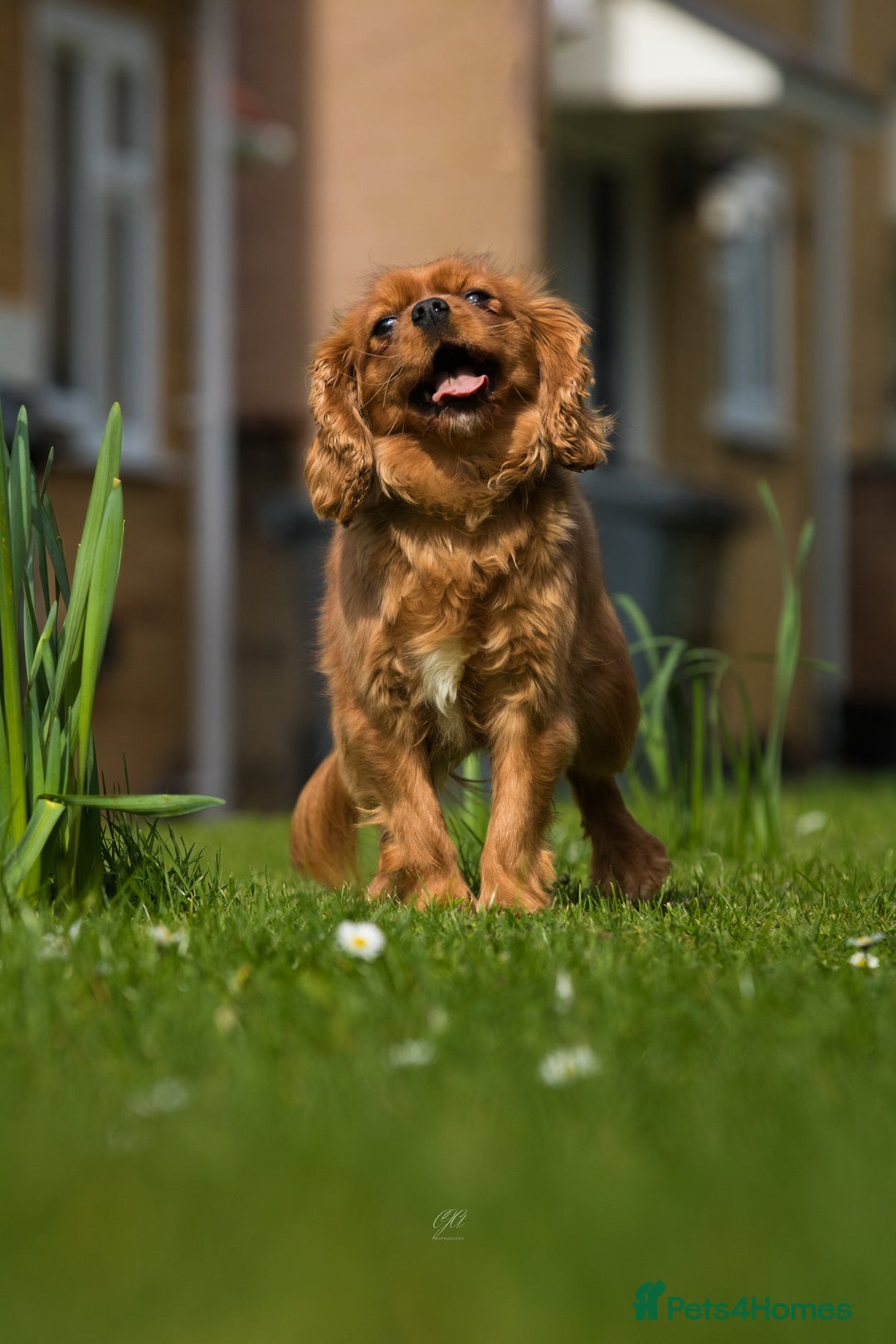 Cavapoo dogs for sale: Health tested cavapoo puppy’s  - Image 19