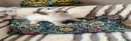 Ragdoll cats for sale: Beautiful mitted GCCF champion girls and boys  - Advert 15