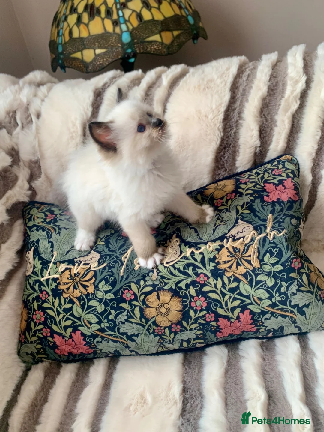 Ragdoll cats for sale: Beautiful mitted GCCF champion girls and boys  - Advert 15